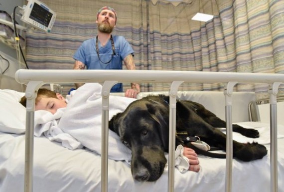 Cachorro fiel acompanha garoto autista de nove anos ao hospital e deita do seu lado para o confortar