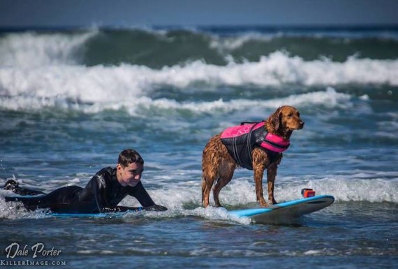 Golden Retriver surfista auxilia no tratamento de pessoas com deficiência