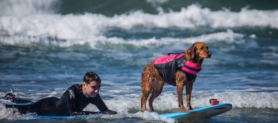 Golden Retriver surfista auxilia no tratamento de pessoas com deficiência