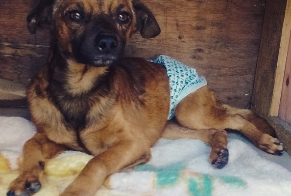 Feira de adoção de pets com deficiência anuncia 5 novas edições