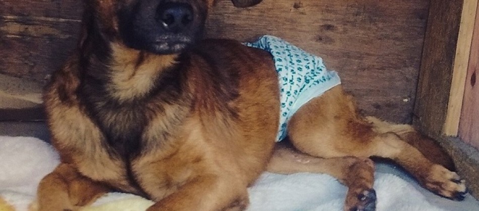 Feira de adoção de pets com deficiência anuncia 5 novas edições